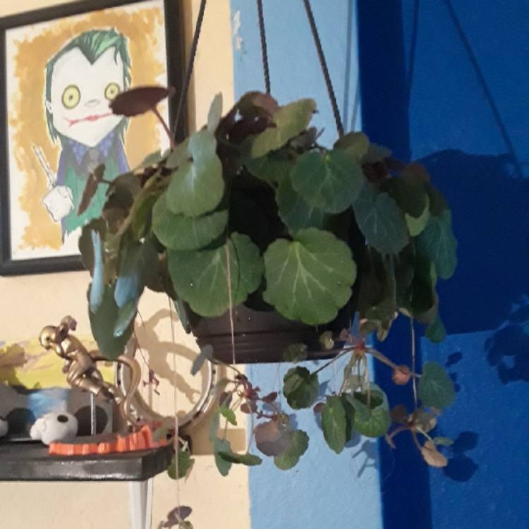 plant image 915679