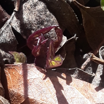 plant image 916659