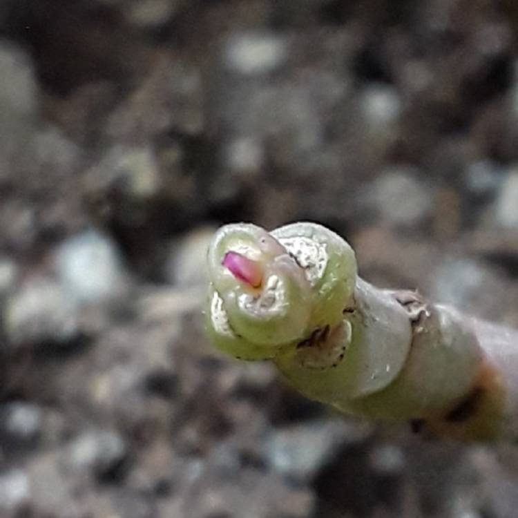 plant image 927554
