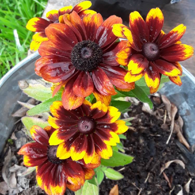plant image 934379