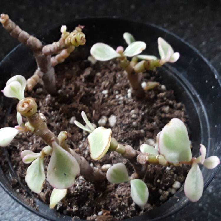 plant image 934926