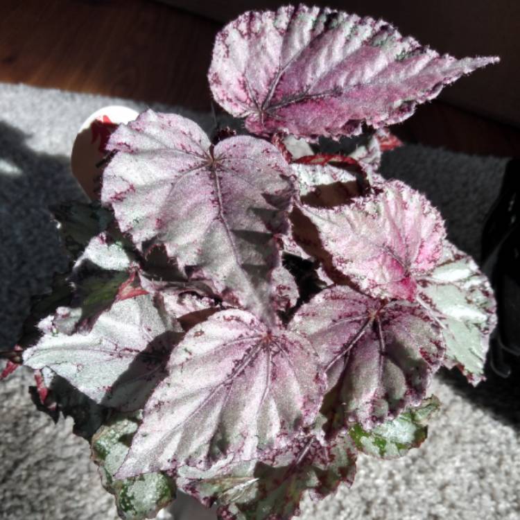 Plant image Begonia (Rex Cultorum Group) 'Fairy' syn. Begonia rex 'Fairy'