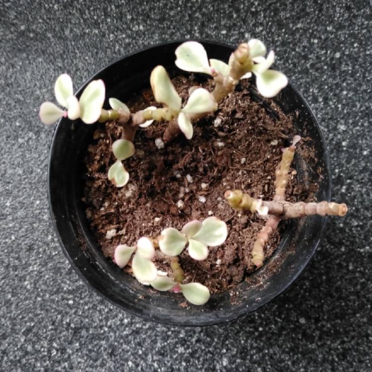 plant image 945059