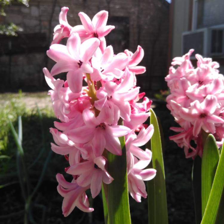 plant image 946882