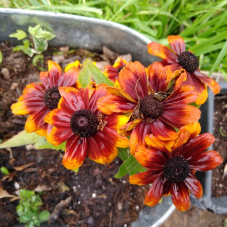 plant image 949045