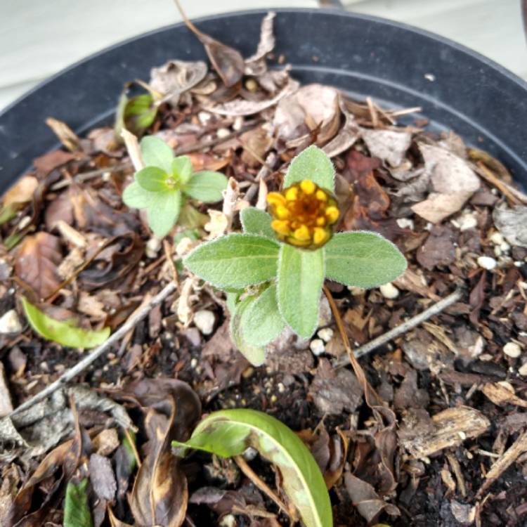 Plant image Zinnia elegans 'Orange King'