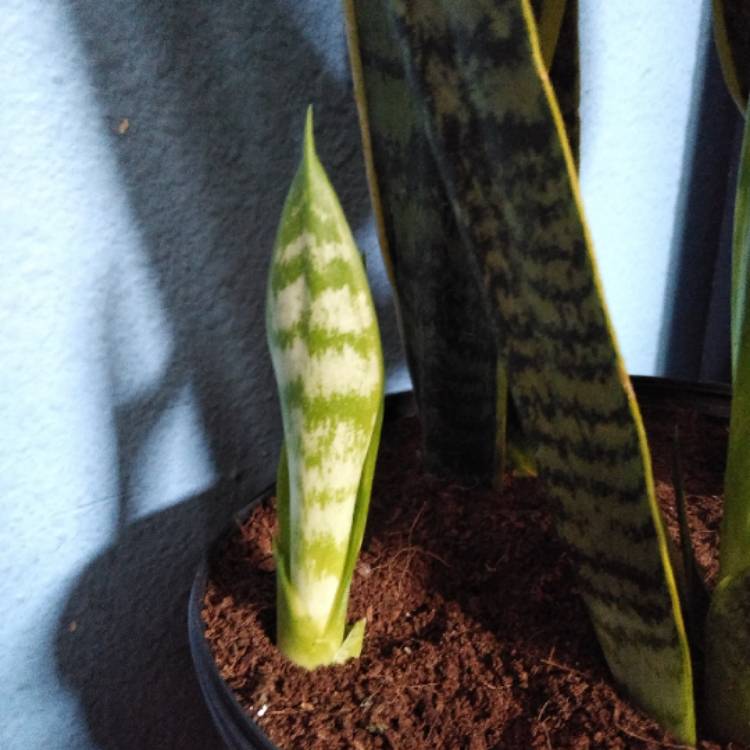 plant image 950448