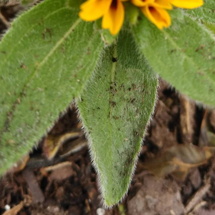 plant image 954882