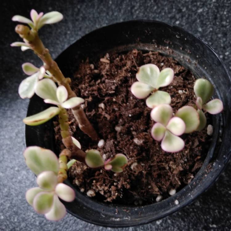 plant image 954950