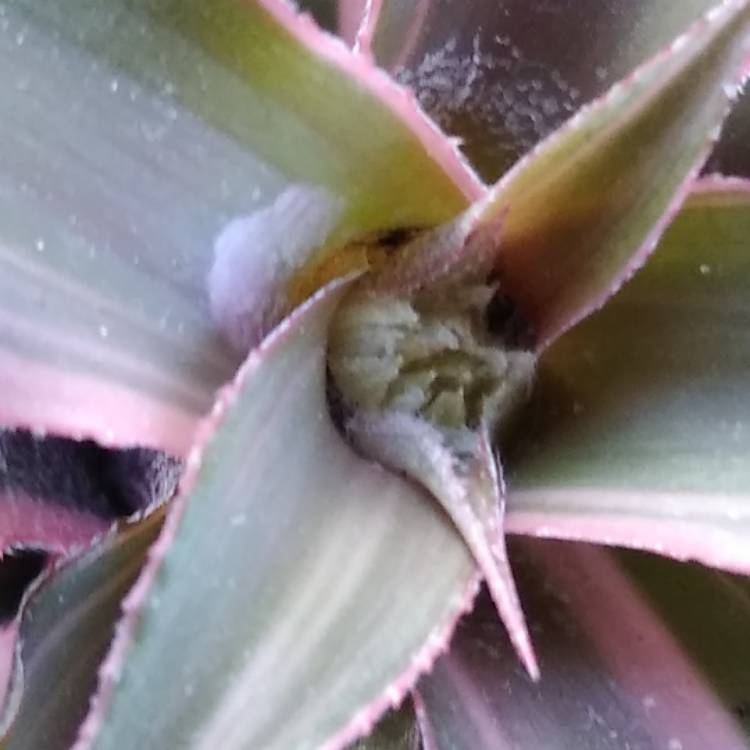 Plant image Cryptanthus Bivittatus