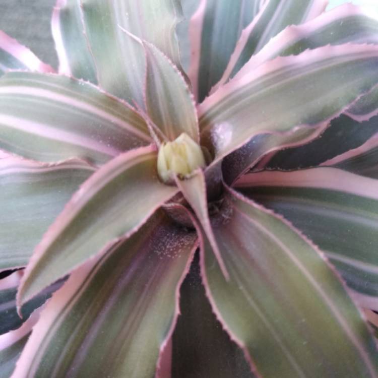 Plant image Cryptanthus Bivittatus