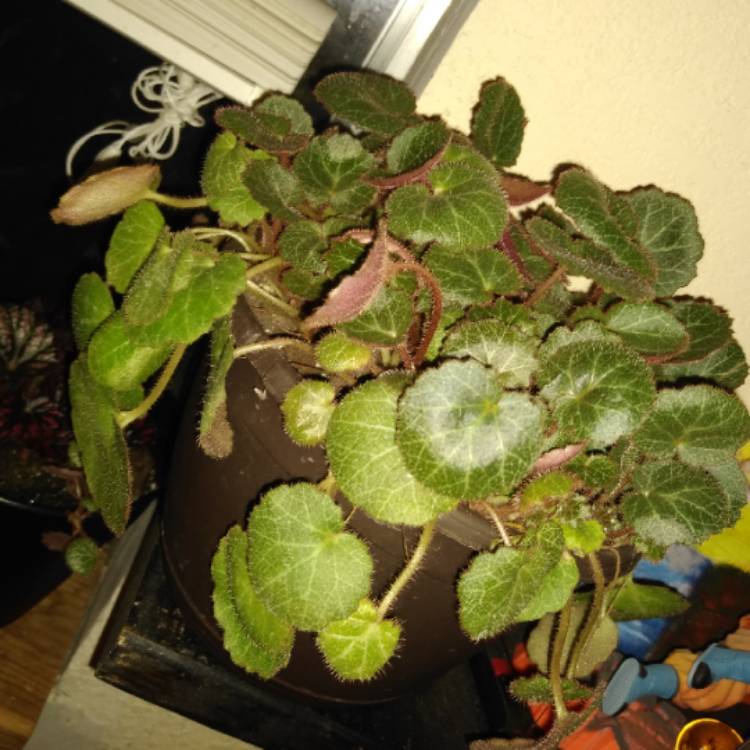 plant image 967311