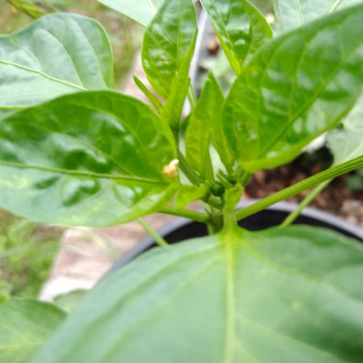 Plant image Capsicum Annuum 'Serrano'