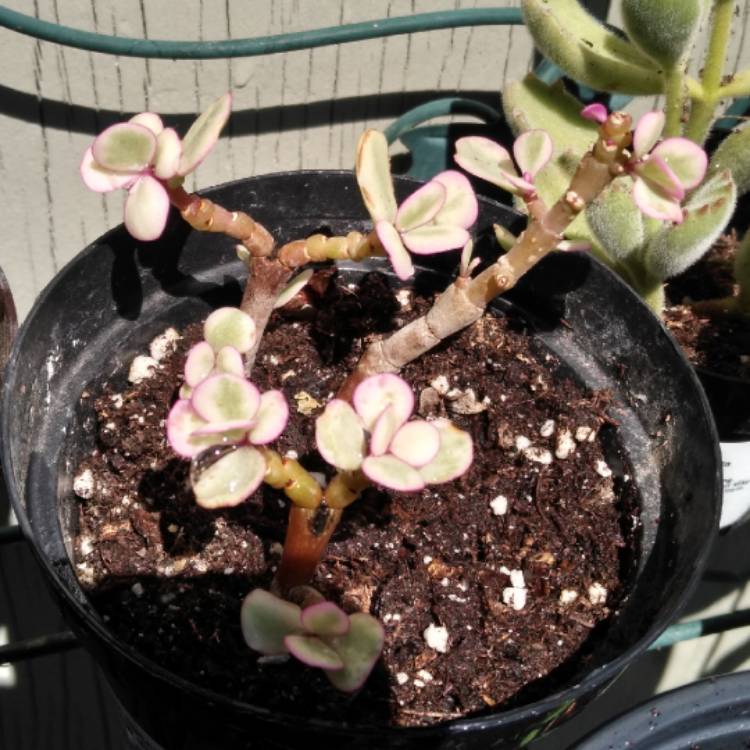 Plant image Portulacaria Afra 'Tricolour'.
