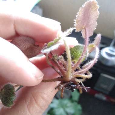 Saxifraga stolonifera 'Maroon Beauty'