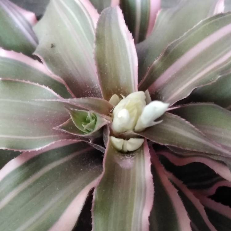 Plant image Cryptanthus Bivittatus
