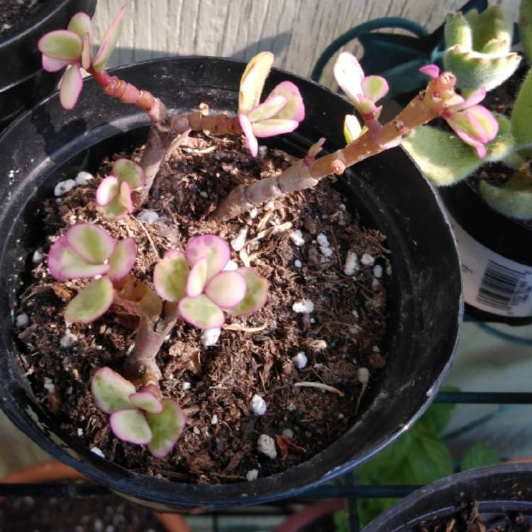 plant image 994033