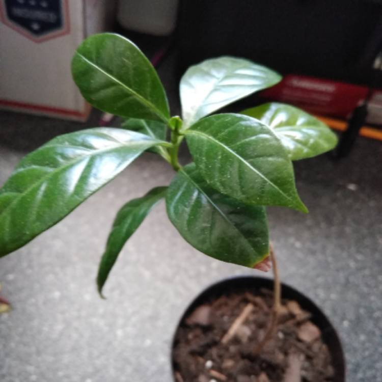 plant image 994120