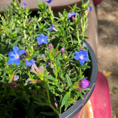 Lithodora 'Grace Ward'