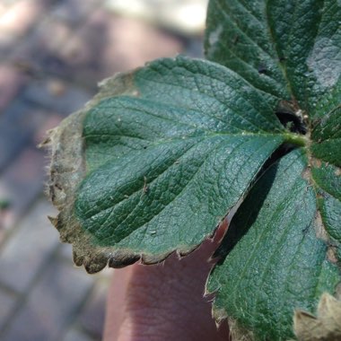 Woodland Strawberry 'Alba'