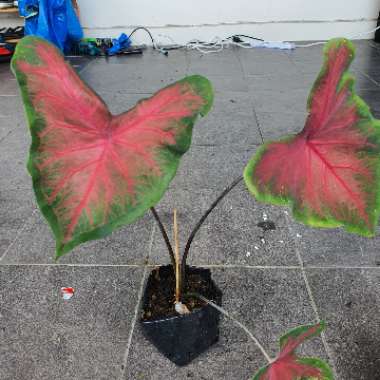 Mohd Zulhairi's garden