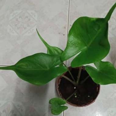 Mohd Zulhairi's garden
