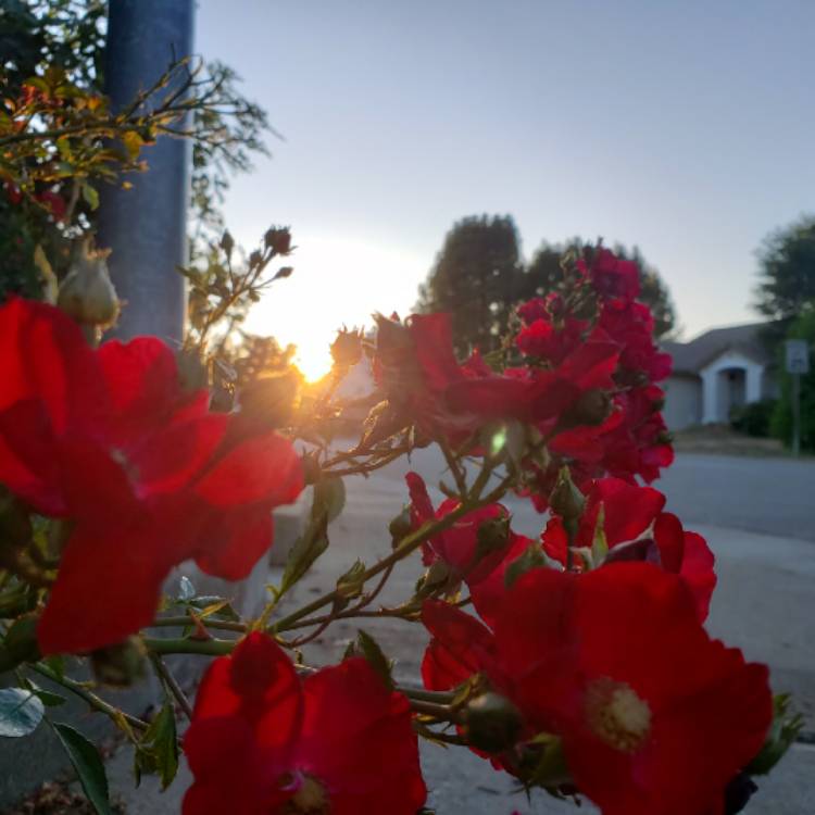 Plant image Bougainvillea 'Glabra'