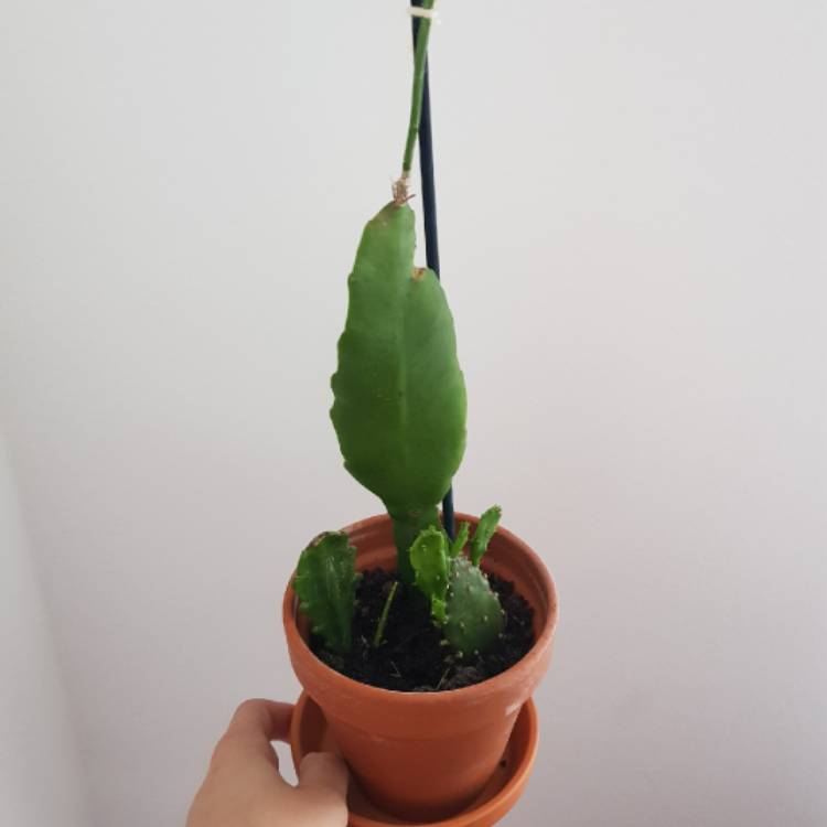 plant image 1157242
