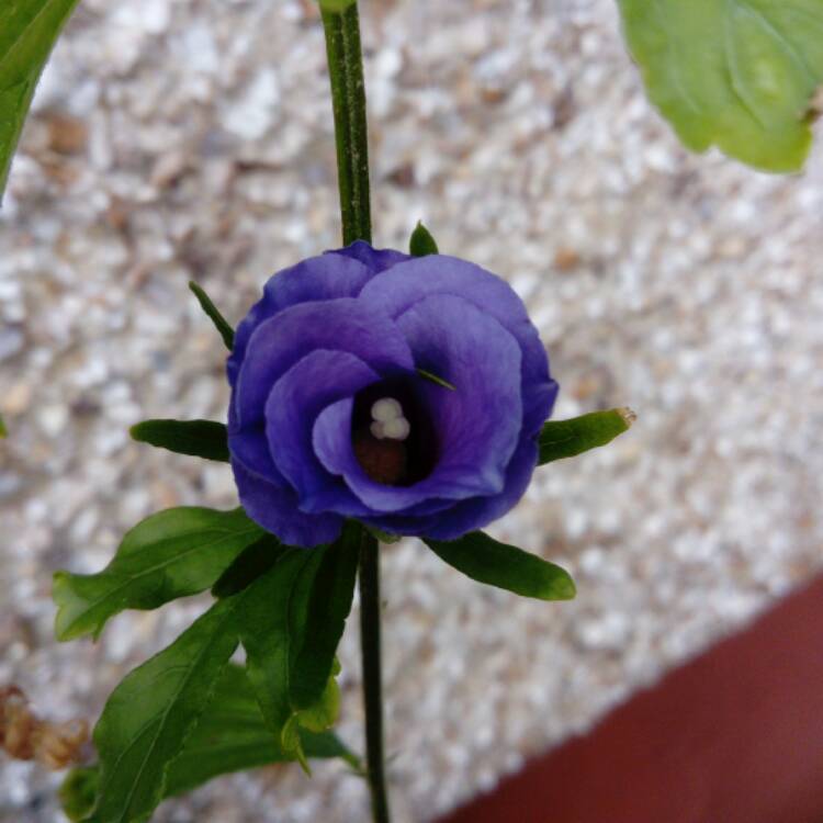 Plant image Hibiscus syriacus 'Marina'