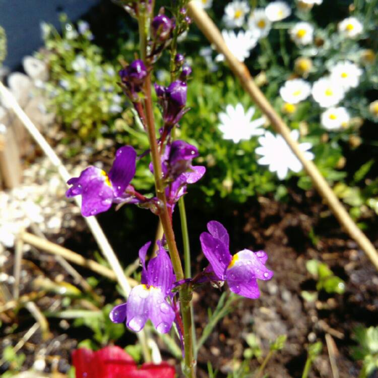 plant image 767856