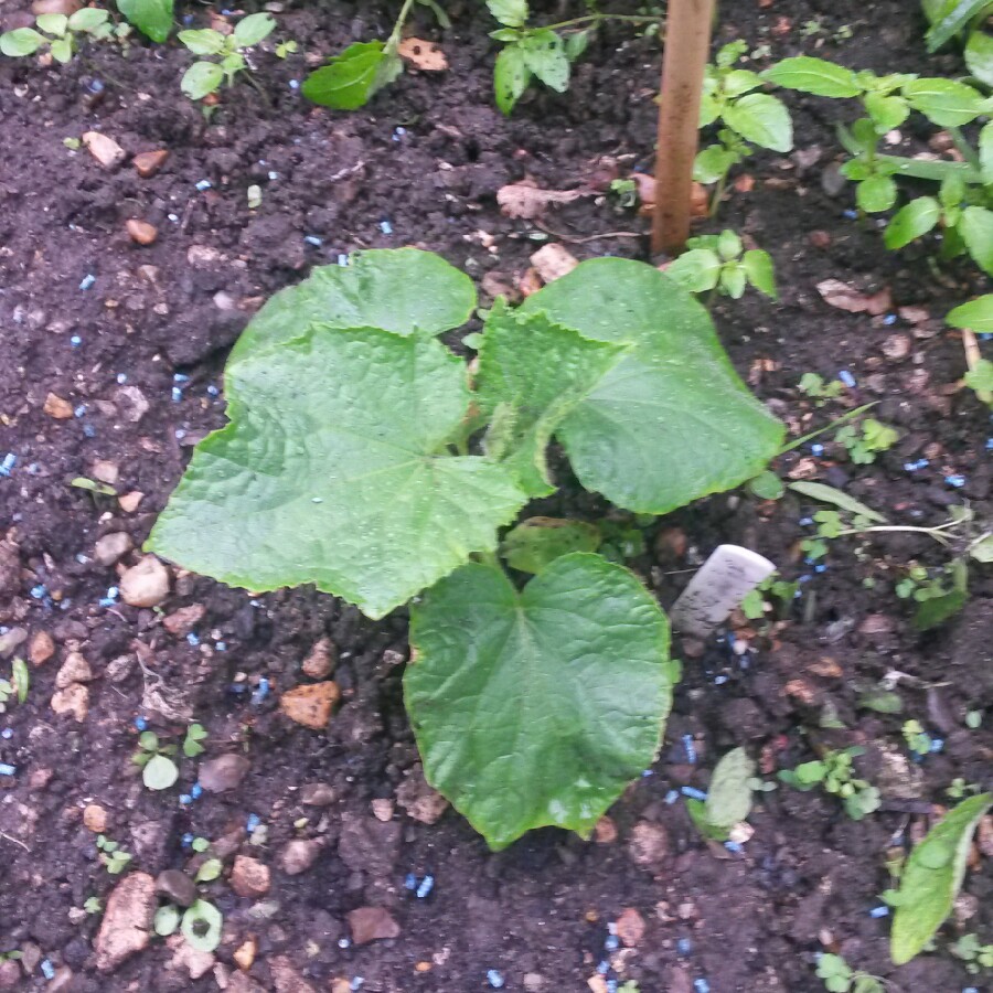 plant image 109495 plant image 109495