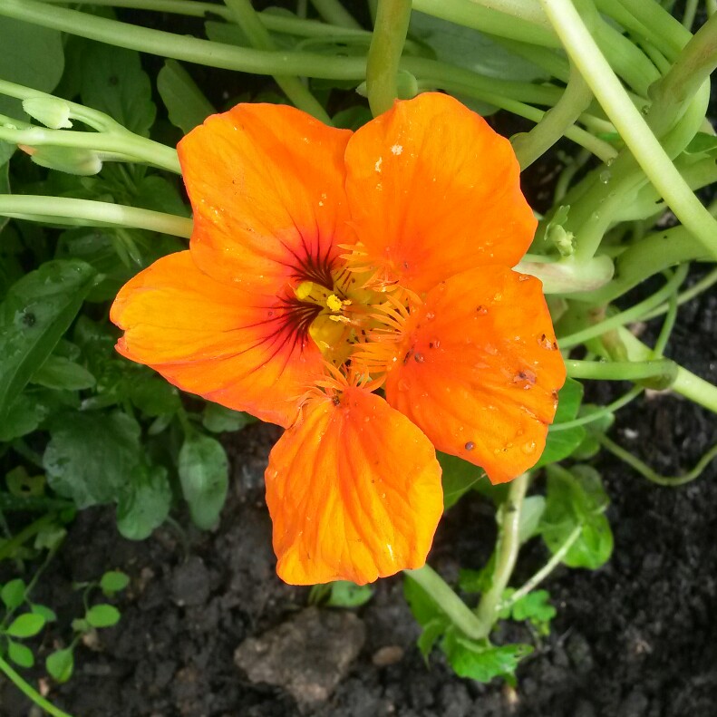 plant image 117946 plant image 117946