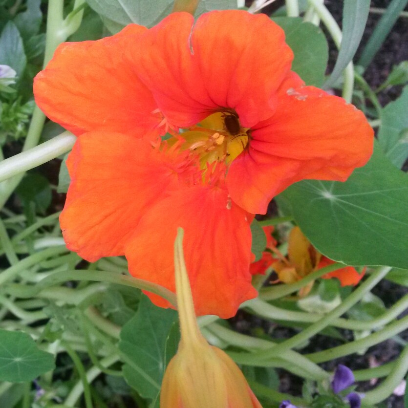 plant image 127634 plant image 127634