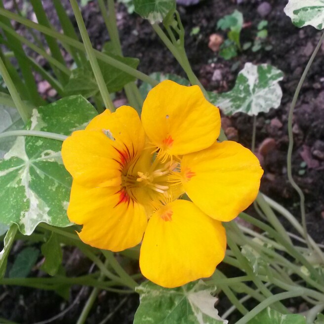 plant image 127636 plant image 127636