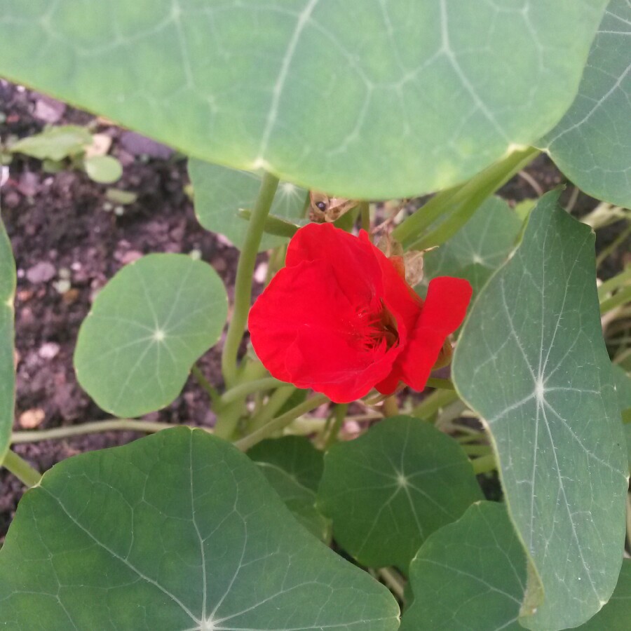 plant image 132417 plant image 132417