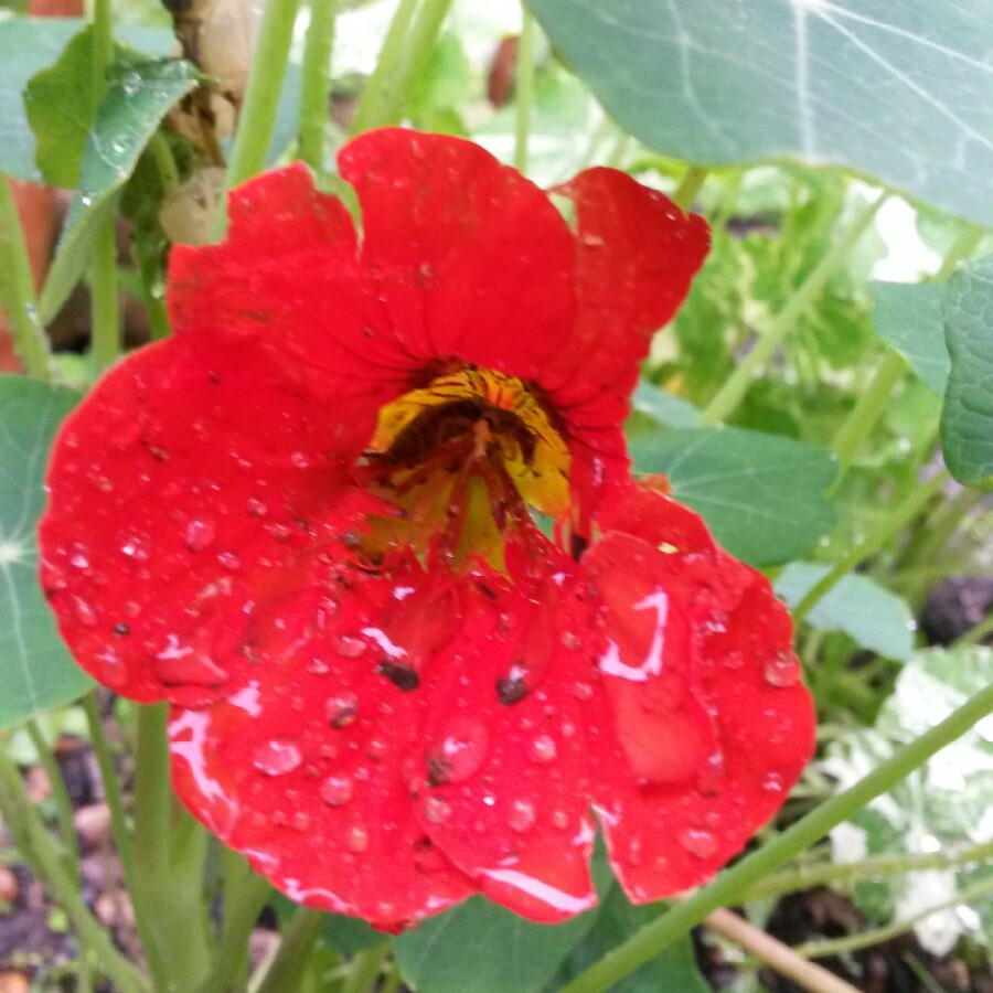 plant image 133995 plant image 133995