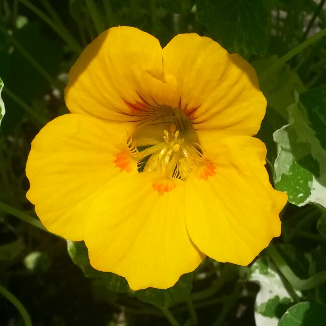 plant image 140670 plant image 140670