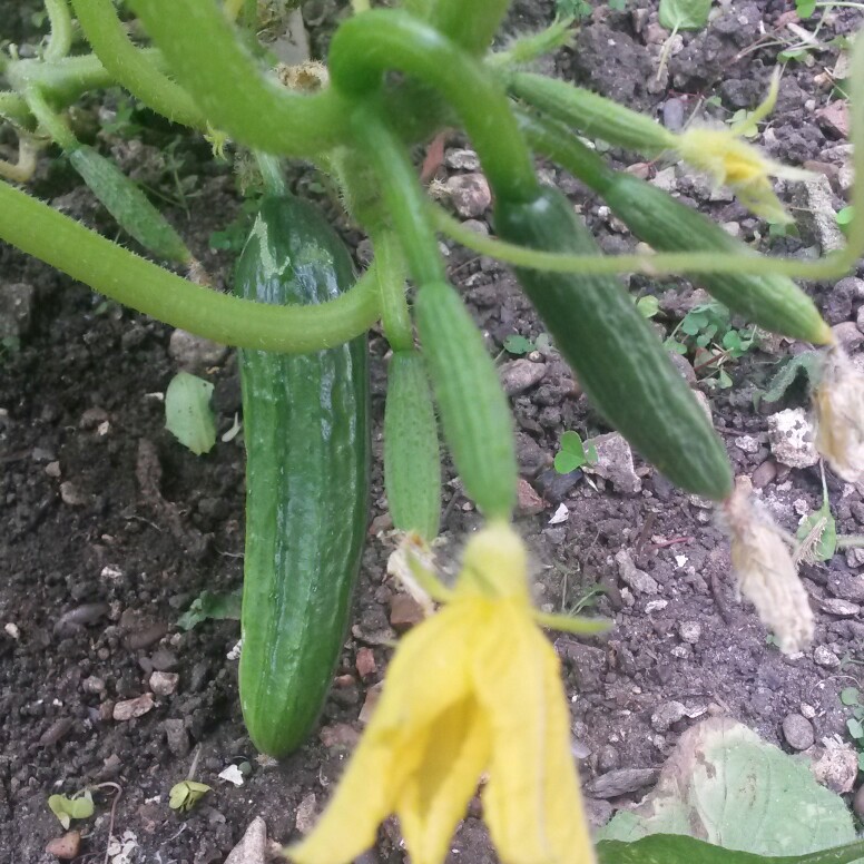plant image 157909 plant image 157909