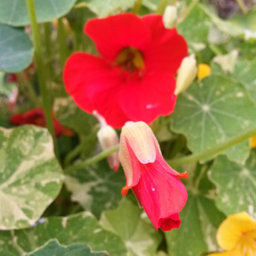 plant image 164224 plant image 164224