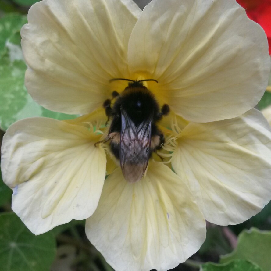 plant image 164236 plant image 164236