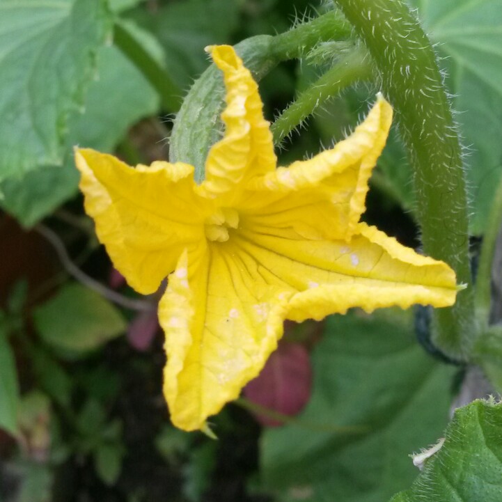 plant image 164251 plant image 164251