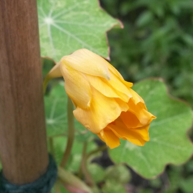 plant image 164252 plant image 164252