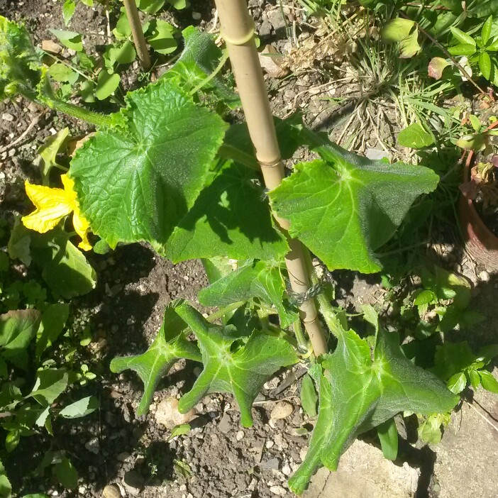 plant image 172770 plant image 172770