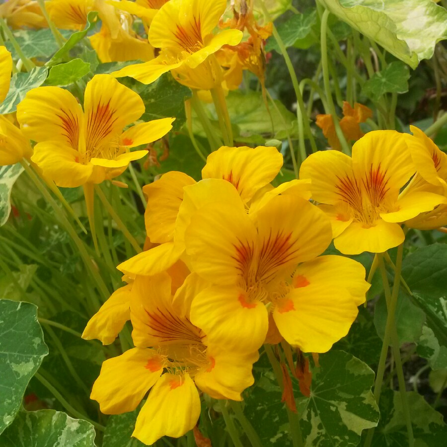 plant image 180934 plant image 180934