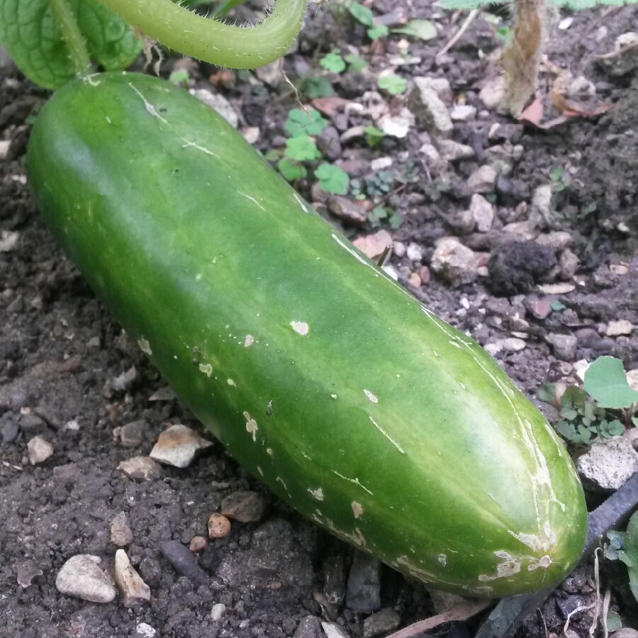 plant image 180942 plant image 180942