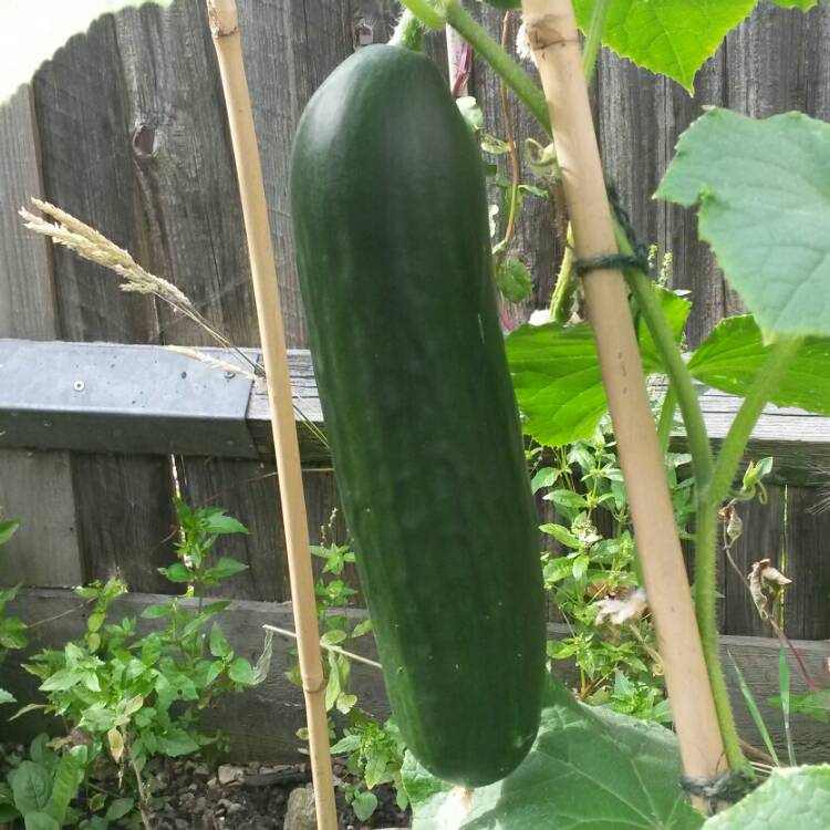 Plant image Cucumis sativus 'Beit Alpha' syn. Cucumis sativus 'Beth Alpha'