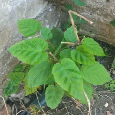 Umar's garden