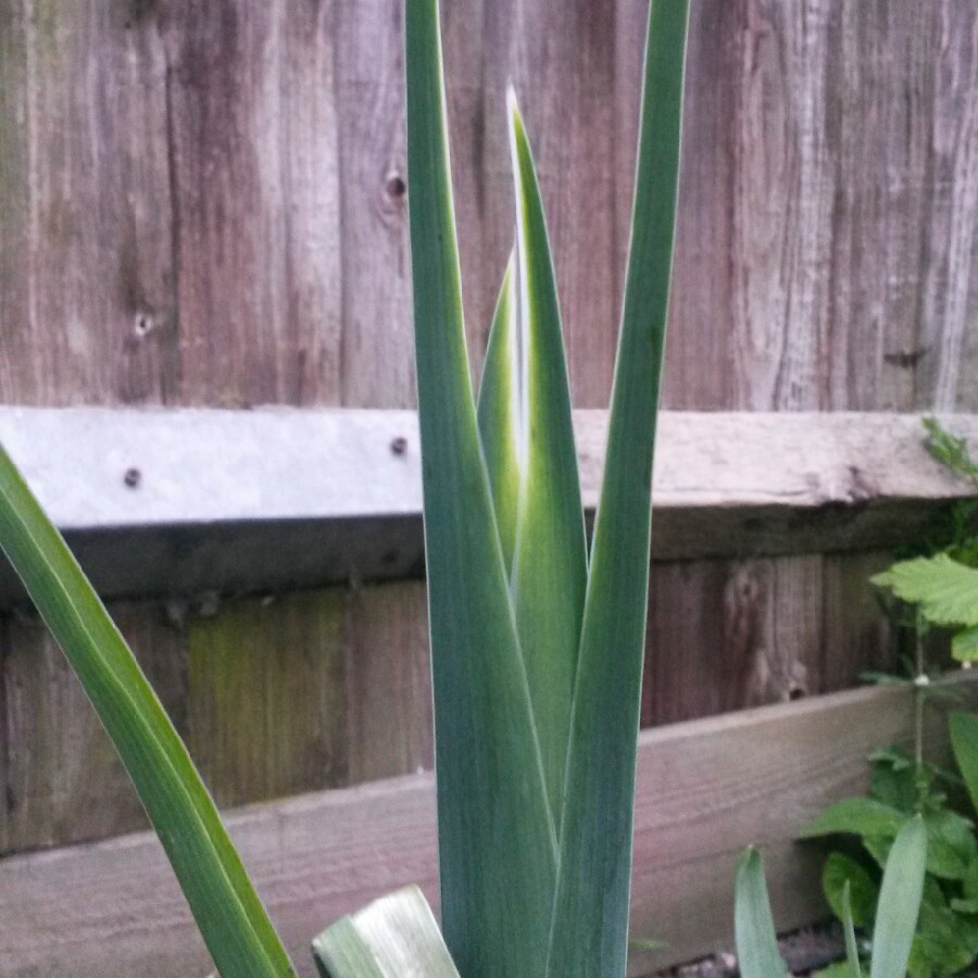 plant image 55572