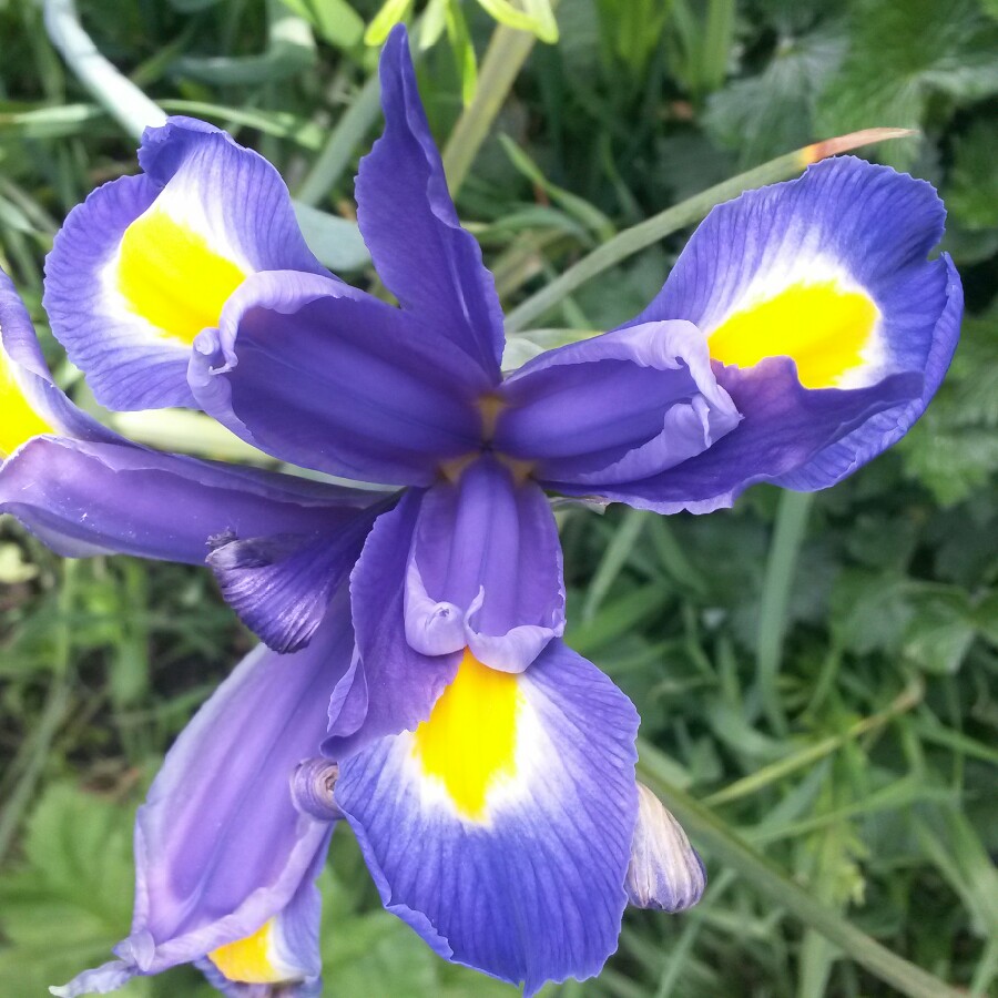 plant image 72252