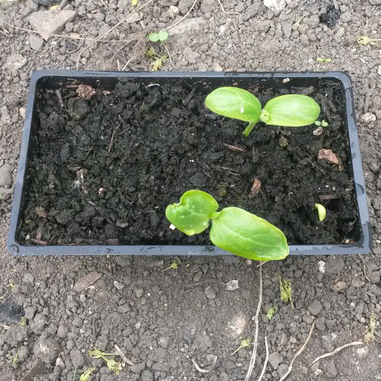 plant image 84177 plant image 84177
